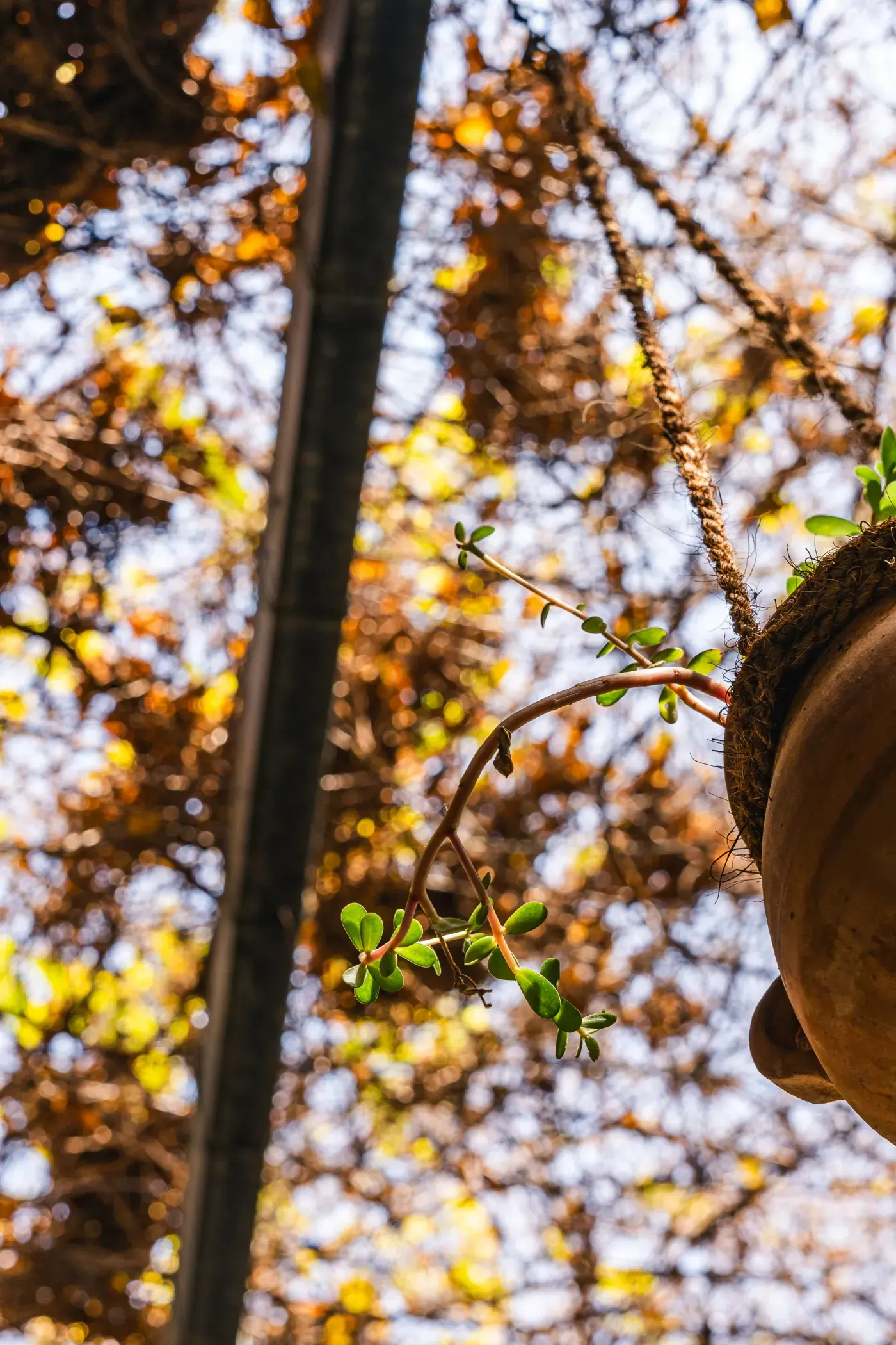 Sunlight through the branches over the terrace, Al Falamanki Dubai
